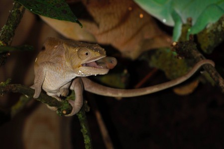 zoopark-zajezd-mala-rodinna-zoo-nedaleko-kladna